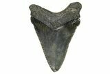 Serrated Chubutensis Tooth - Megalodon Ancestor #370199-1